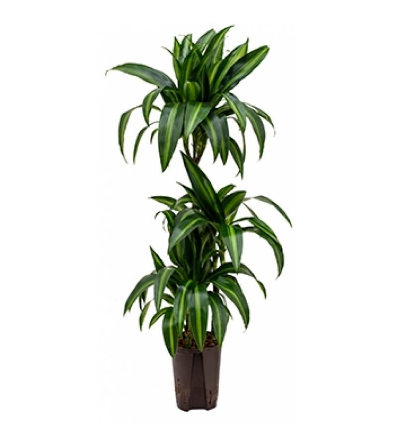 Dracaena hawaiian sunshine trio S hydrocultuur plant