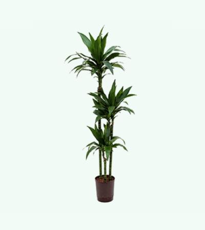 Dracaena janet craig trio hydrocultuur plant