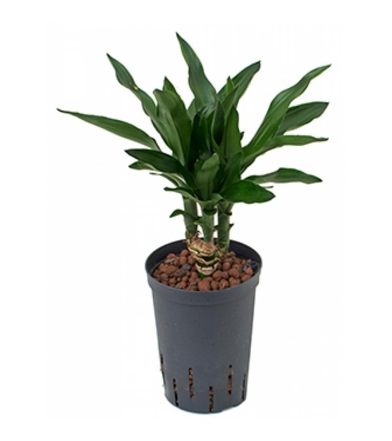 Dracaena janet lind tezen hydrocultuur plant
