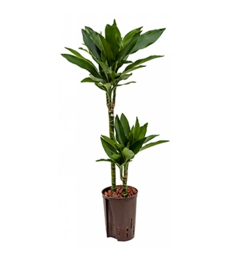 Dracaena janet lind menno hydrocultuur plant