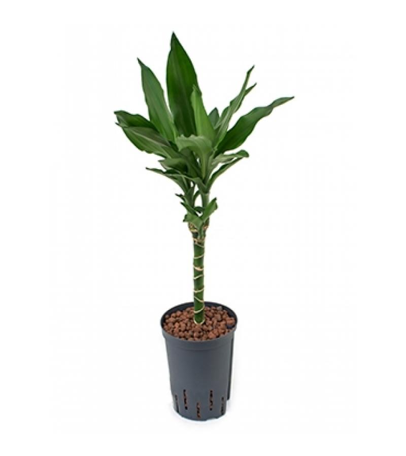 Dracaena janet lind atajado hydrocultuur plant