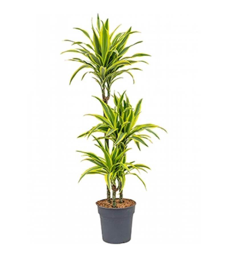 Dracaena lemon lime stam M kamerplant