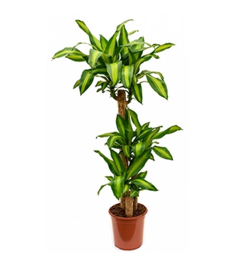 Dracaena massangeana S kamerplant