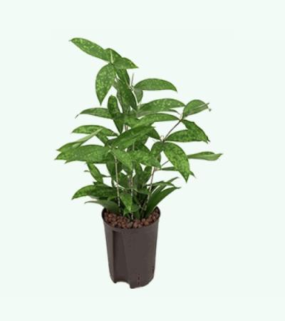 Dracaena surculosa XS hydrocultuur plant