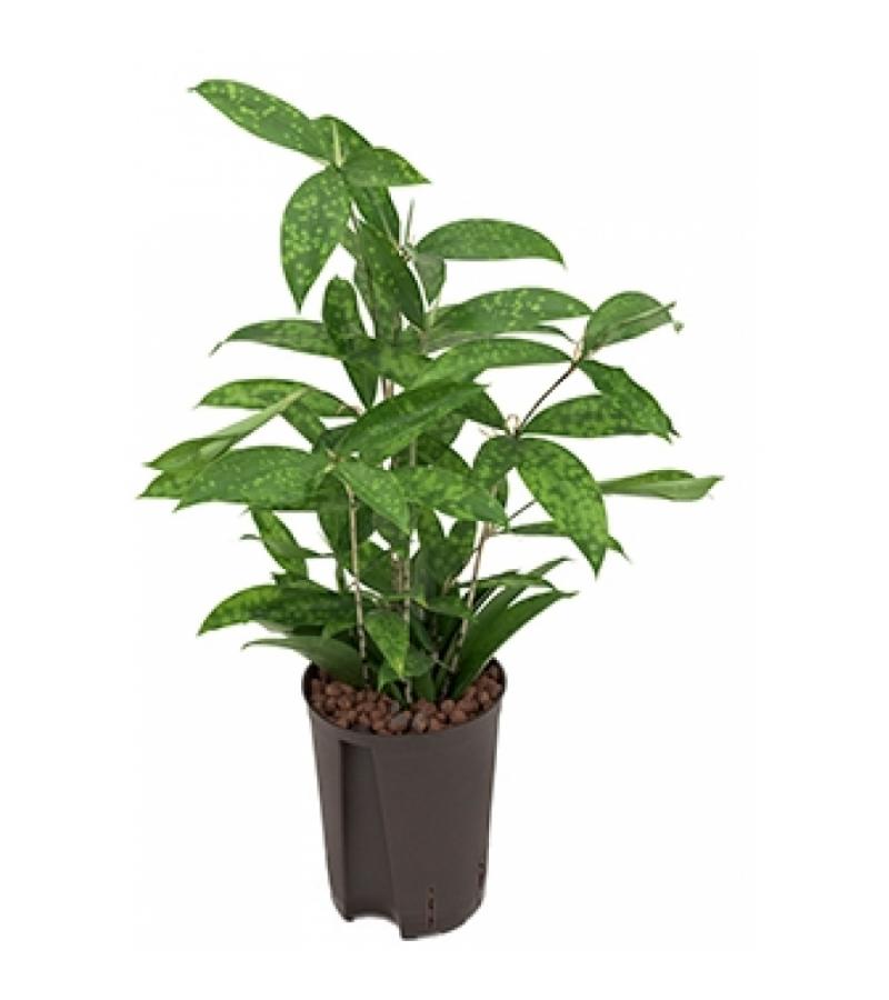 Dracaena surculosa XS hydrocultuur plant
