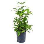 Dracaena surculosa S hydrocultuur plant