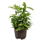 Dracaena surculosa M hydrocultuur plant
