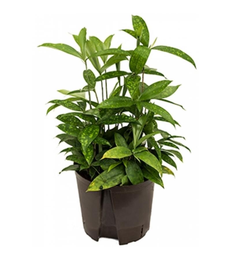 Dracaena surculosa M hydrocultuur plant
