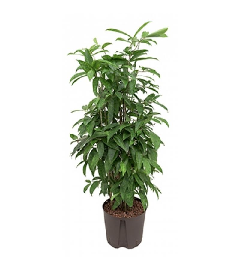 Dracaena surculosa XL hydrocultuur plant