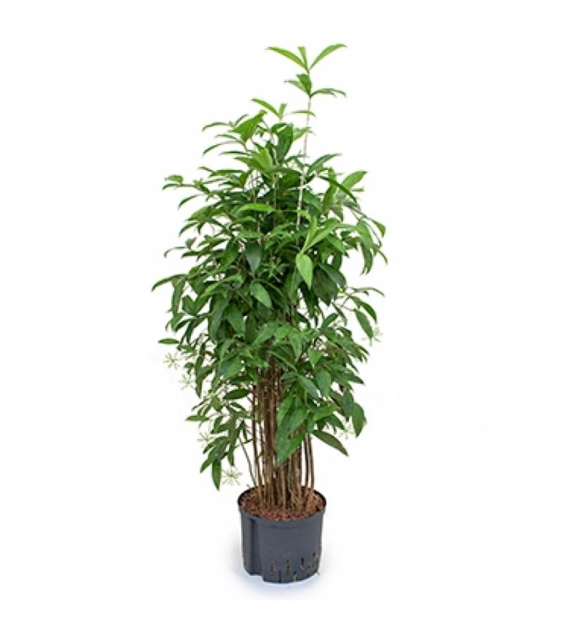 Dracaena surculosa XXL hydrocultuur plant