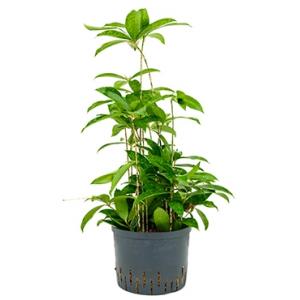 Dracaena surculosa L hydrocultuur plant
