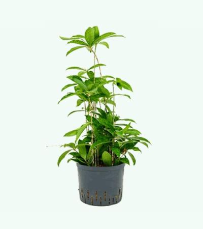 Dracaena surculosa L hydrocultuur plant