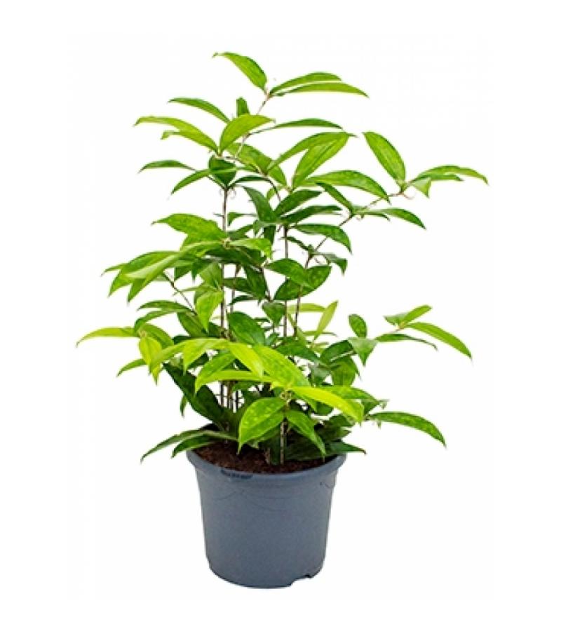 Dracaena surculosa L kamerplant