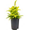 Dracaena surculosa mike hydrocultuur plant