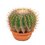 Echinocactus cactus ingens M kamerplant