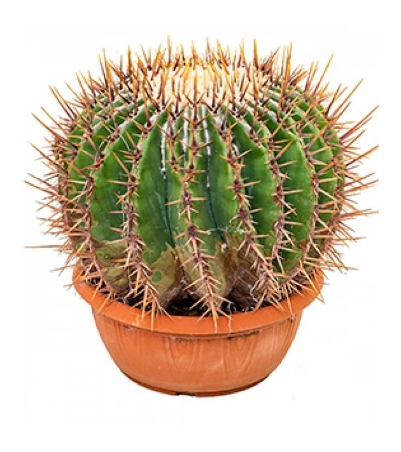 Echinocactus cactus ingens M kamerplant