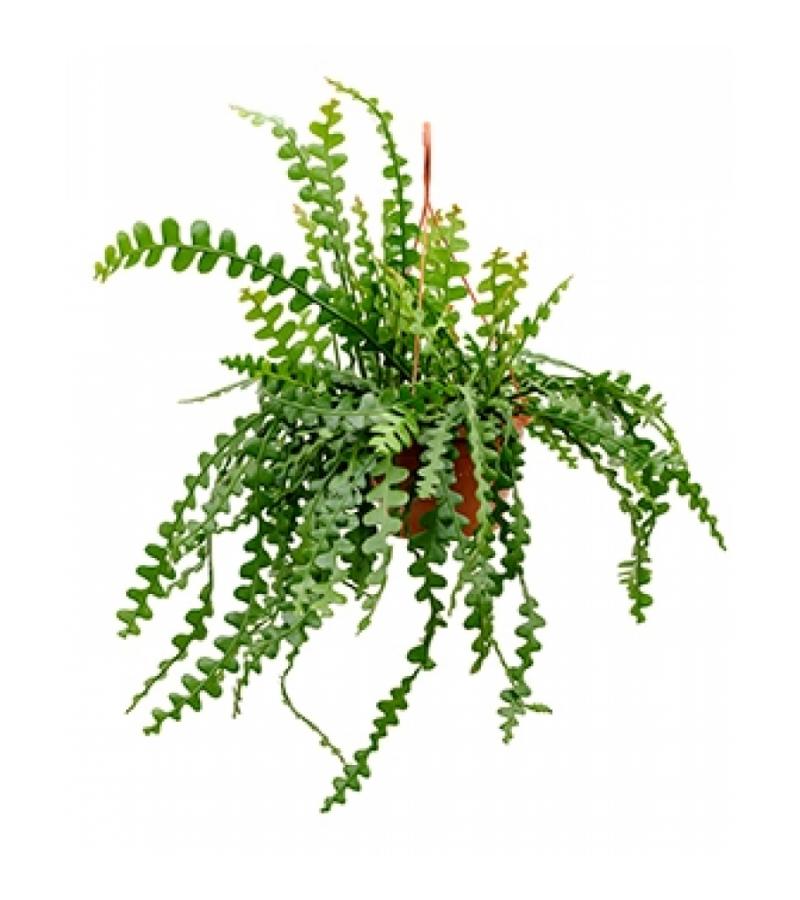 Epiphyllum zaagcactus anguliger L hangplant