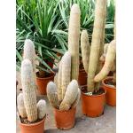 Espostoa cactus melanostele L kamerplant