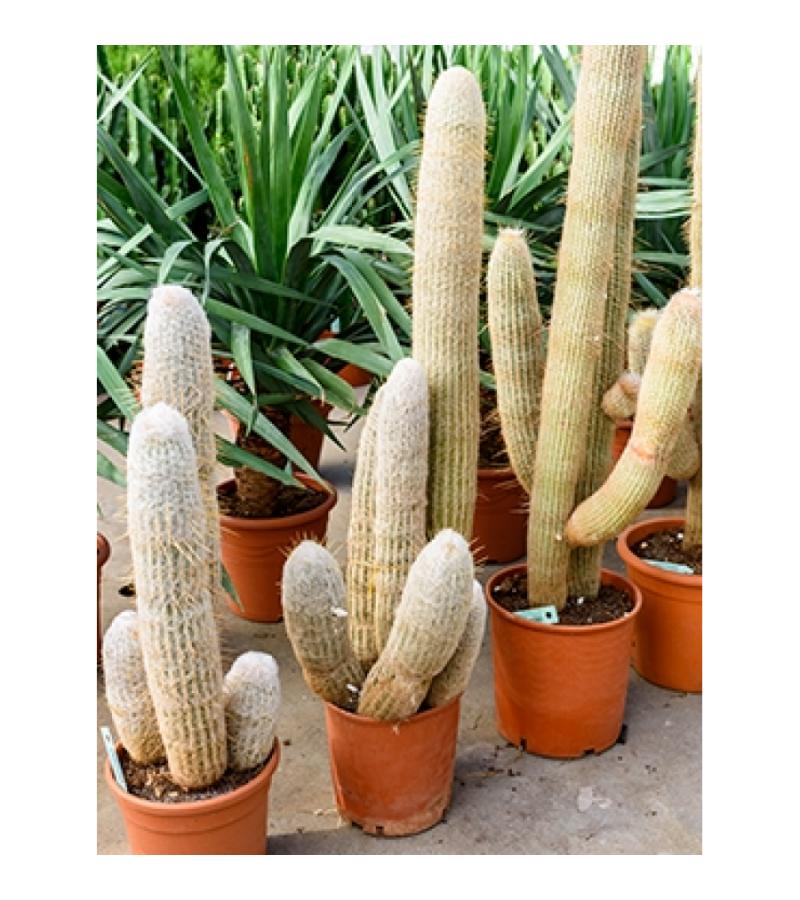 Espostoa cactus melanostele L kamerplant