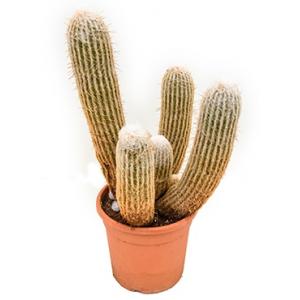 Dagaanbieding - Espostoa cactus melanostele M kamerplant dagelijkse aanbiedingen