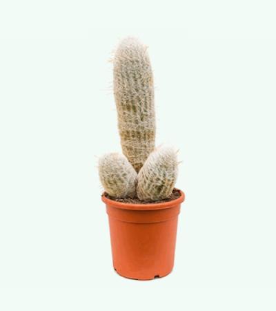 Espostoa cactus melanostele S kamerplant