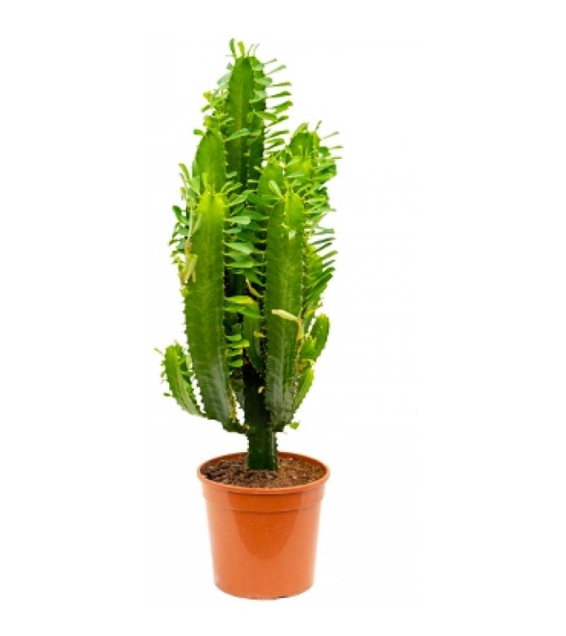 Euphorbia cactus acruensis M kamerplant