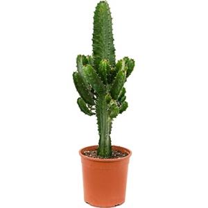 Dagaanbieding - Euphorbia cactus acruensis S kamerplant dagelijkse aanbiedingen