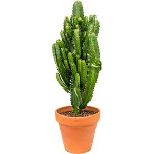Euphorbia cactus acruensis L kamerplant