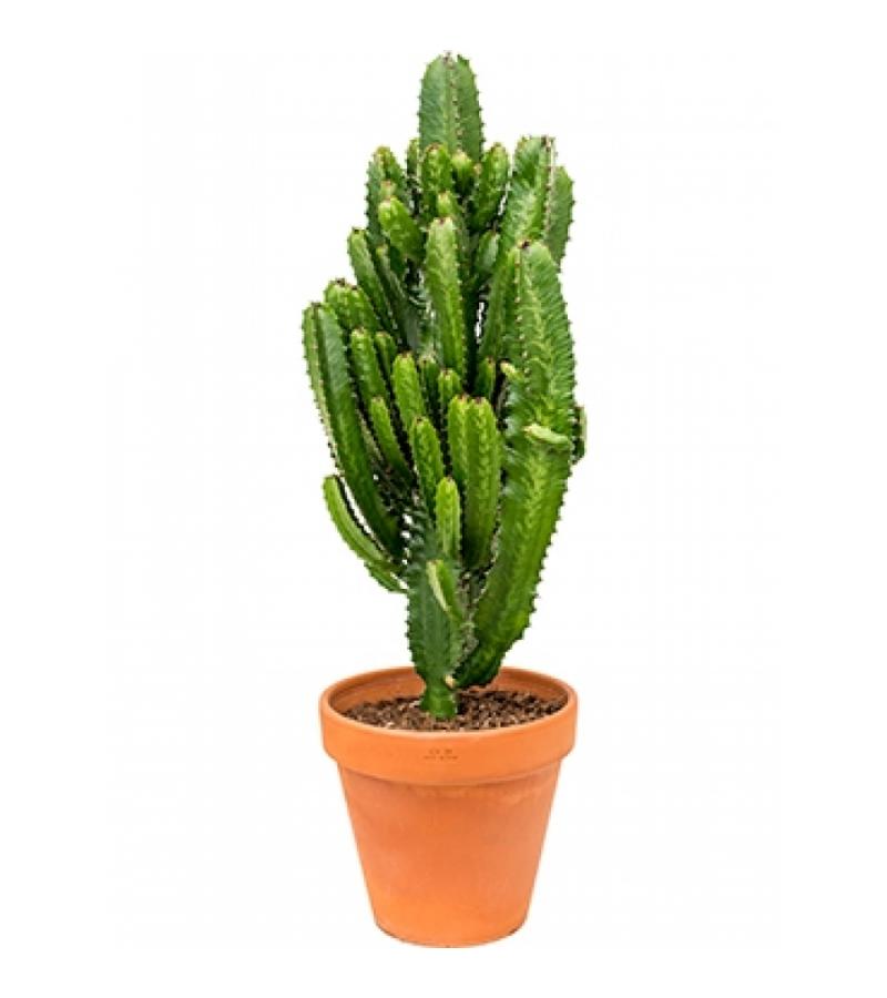 Euphorbia cactus acruensis L kamerplant