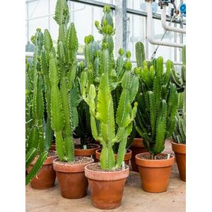 Euphorbia cactus acruensis XL kamerplant