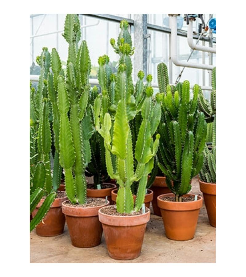 Euphorbia cactus acruensis XL kamerplant