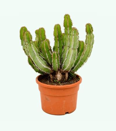 Euphorbia cactus avasmontana M kamerplant