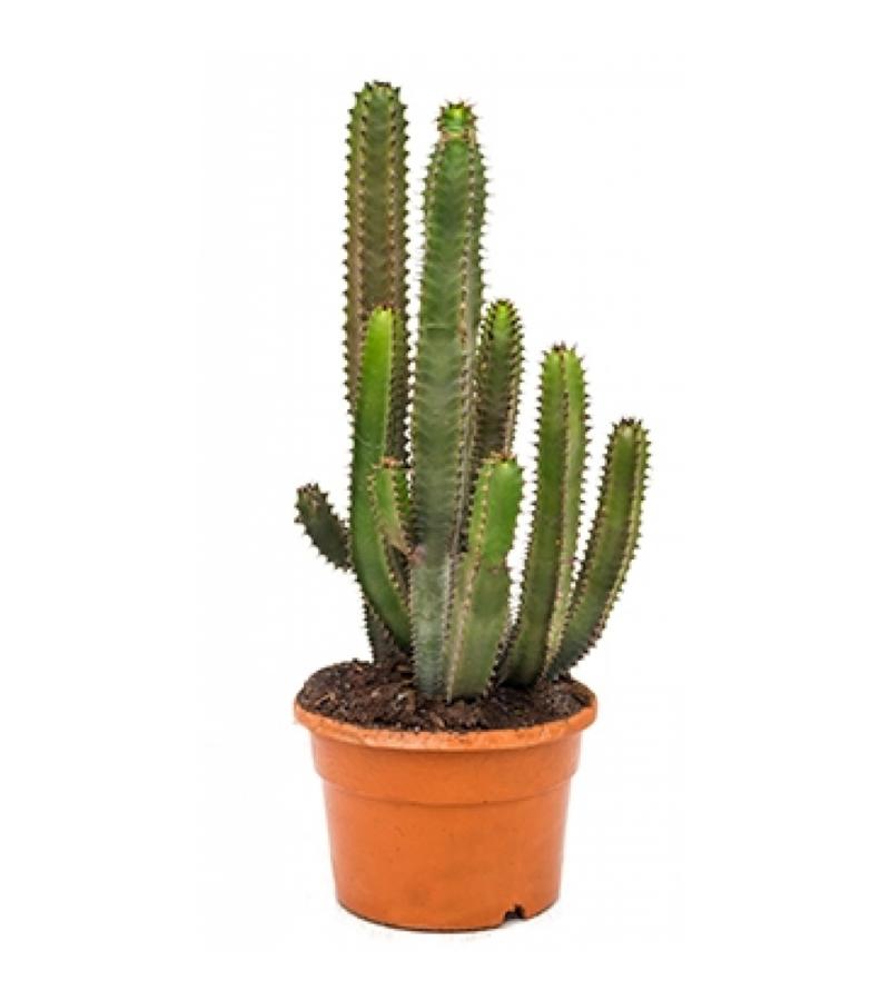 Euphorbia cactus canariensis S kamerplant