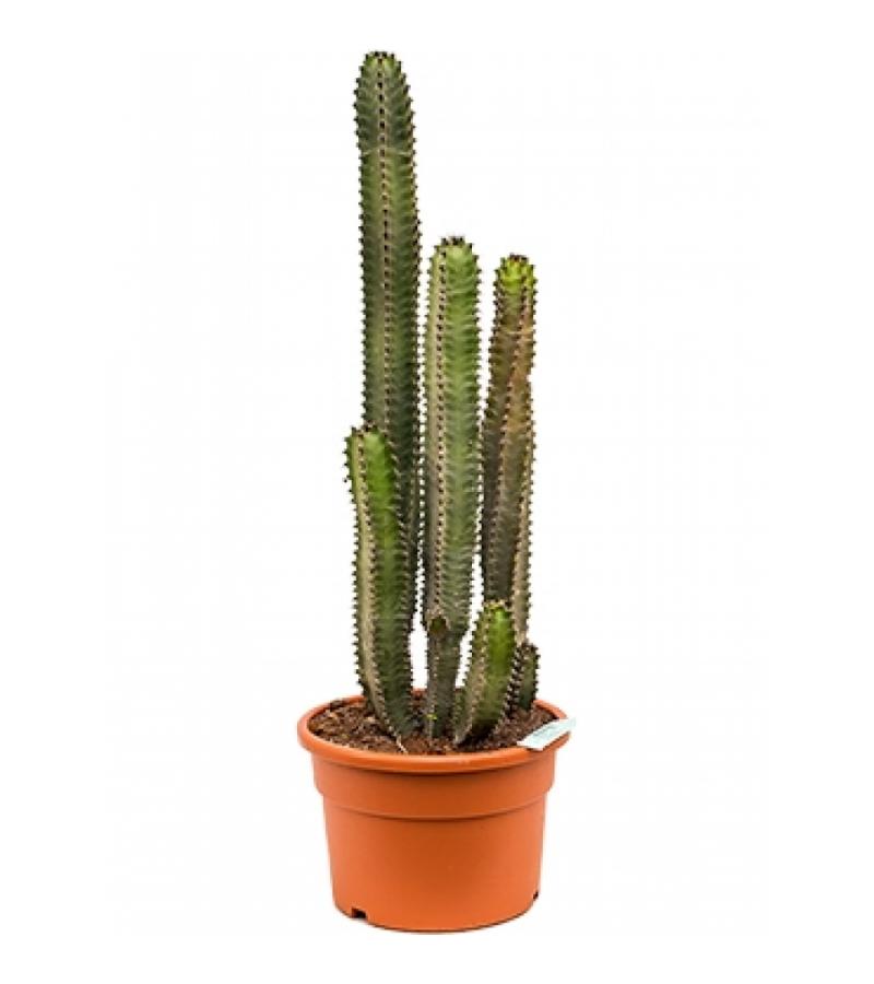 Euphorbia cactus canariensis M kamerplant