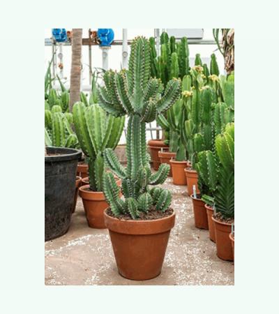 Euphorbia cactus cooperii M kamerplant