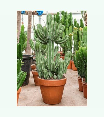 Euphorbia cactus cooperii L kamerplant