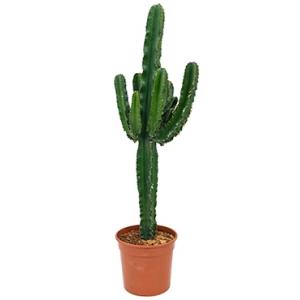 Euphorbia cactus erytrea L kamerplant