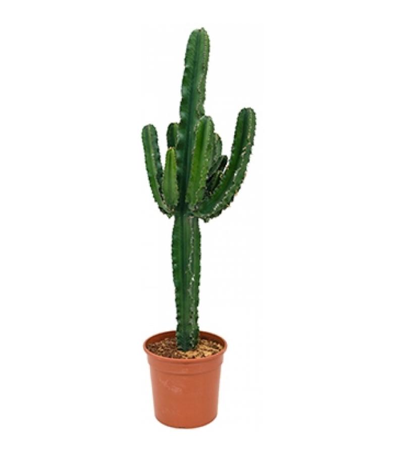 Euphorbia cactus erytrea L kamerplant