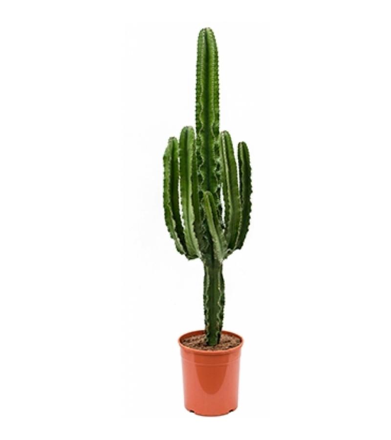 Euphorbia cactus erytrea XL kamerplant