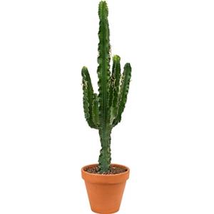 Euphorbia cactus erytrea M kamerplant