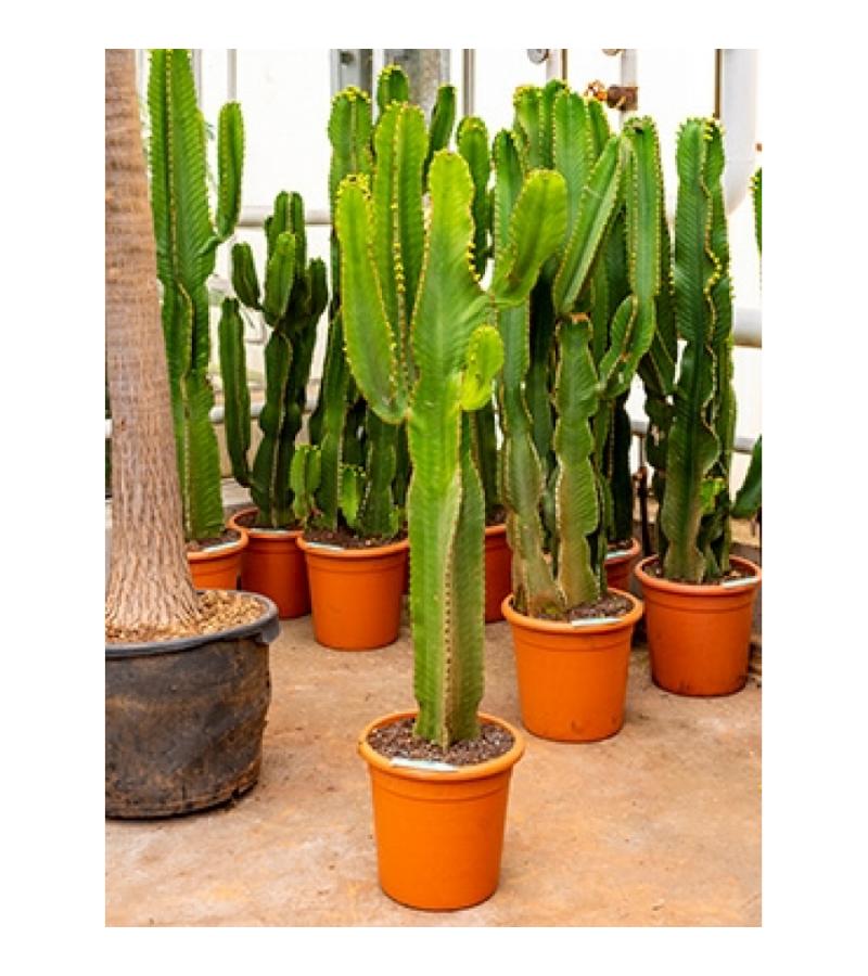 Euphorbia cactus ingens cozumel kamerplant