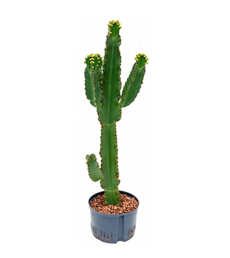 Euphorbia cactus ingens XL hydrocultuur plant