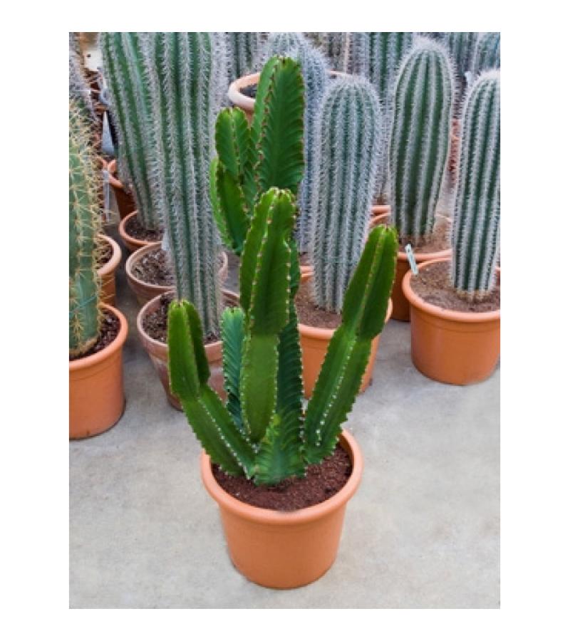 Euphorbia cactus ingens campeche kamerplant
