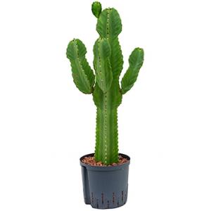 Euphorbia cactus ingens S hydrocultuur plant