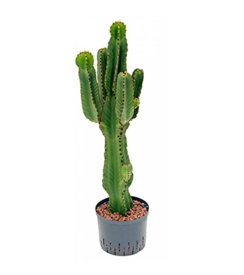 Euphorbia cactus ingens M hydrocultuur plant