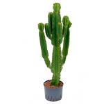 Euphorbia cactus ingens L hydrocultuur plant