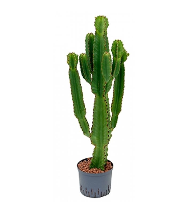 Euphorbia cactus ingens L hydrocultuur plant