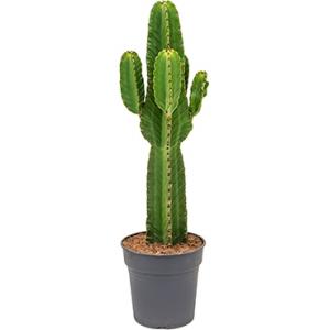 Dagaanbieding - Euphorbia cactus ingens tulum kamerplant dagelijkse aanbiedingen