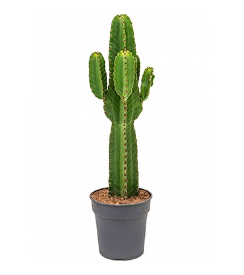 Euphorbia cactus ingens tulum kamerplant