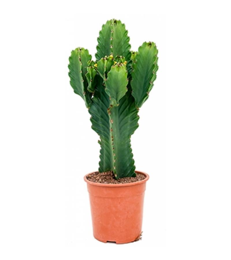 Euphorbia cactus ingens merida M kamerplant